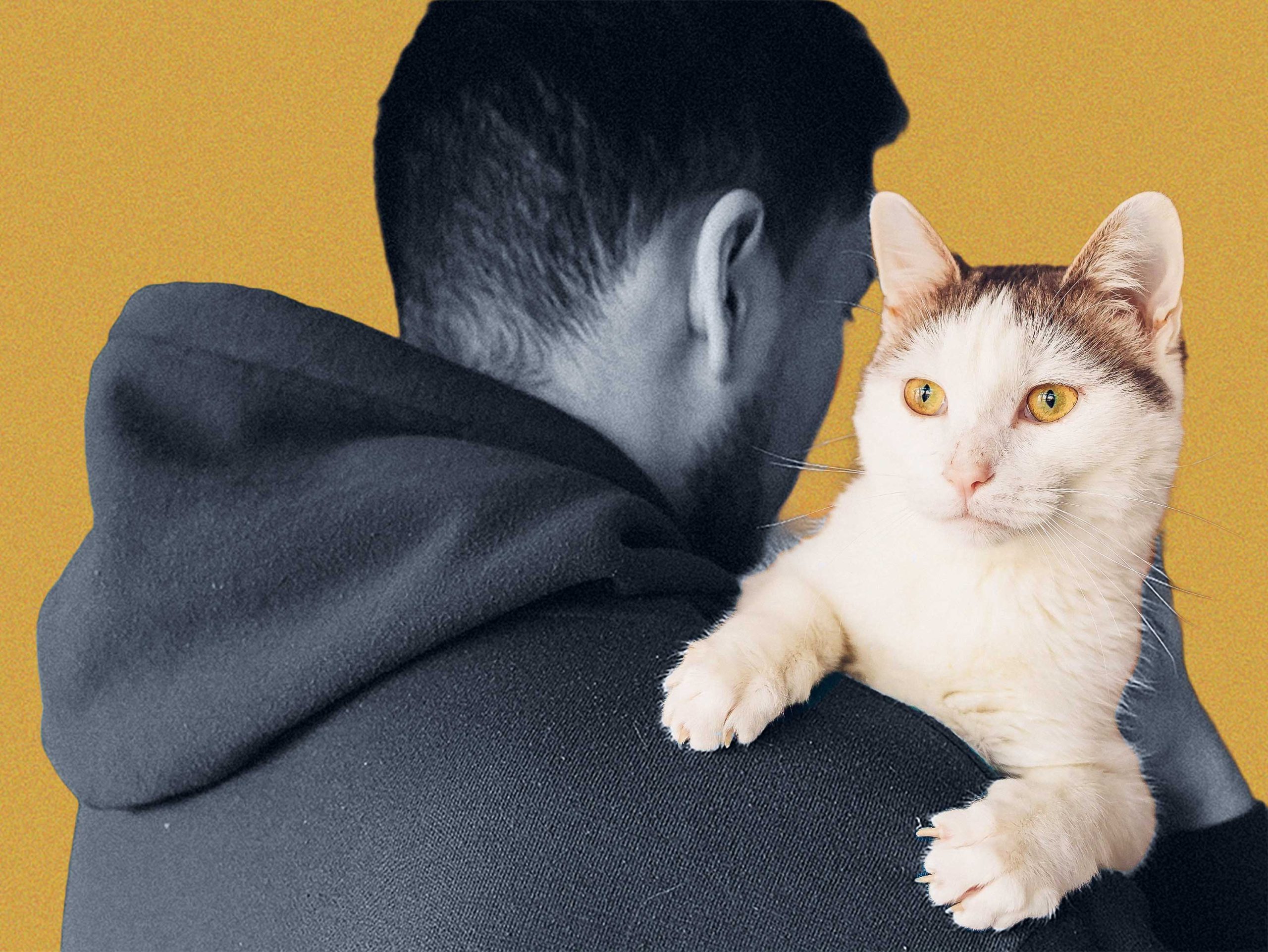 How a Cat Program Brought Joy to a South Carolina Prison
